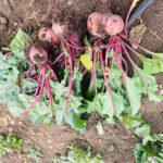 WhatsApp Image 2025-06-09 at 11.13.14 (2)